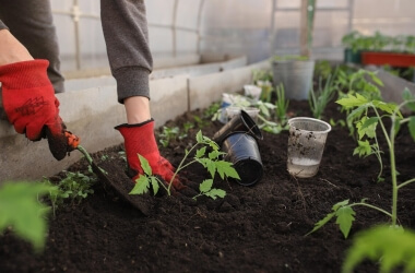 Simple Ways to Start a Garden Without Overspending