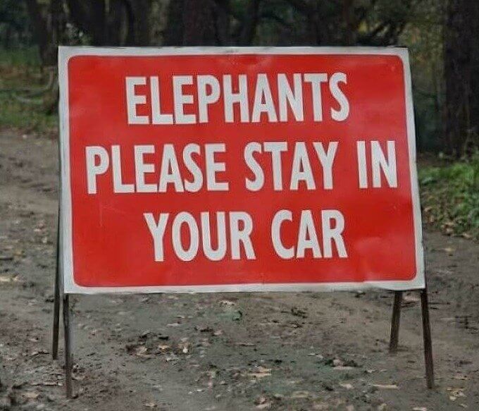 We Didn't Even Know They Could Drive