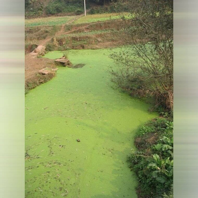 Don't Go in the Water if It's Green or Smells Bad