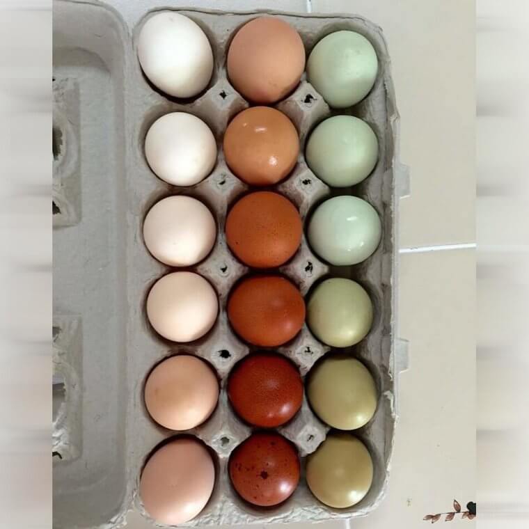Eggs Can Combust In The Microwave