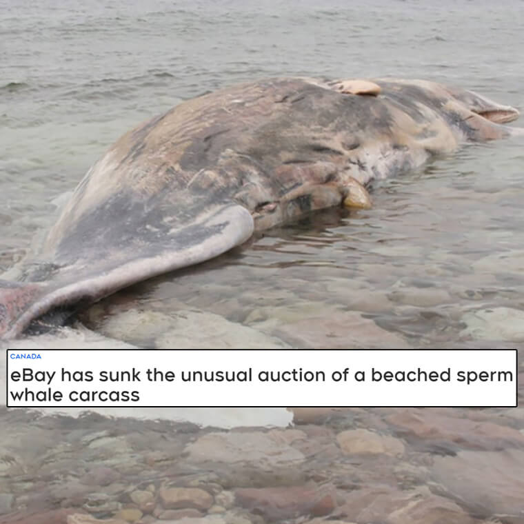 The Thoroughly Gross Remains of a Beached Whale