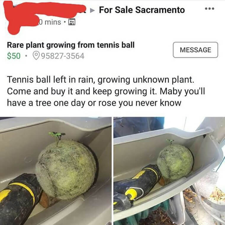 A Mysterious Plant Growing Out of a Tennis Ball