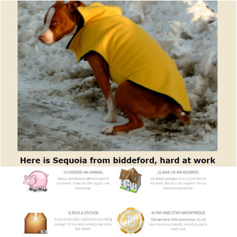 A Whole Bunch of Animal Poop, from Dogs' to Gorillas' and Elephants'