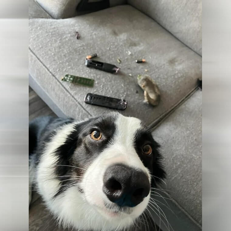 Cuando casi mata al perro