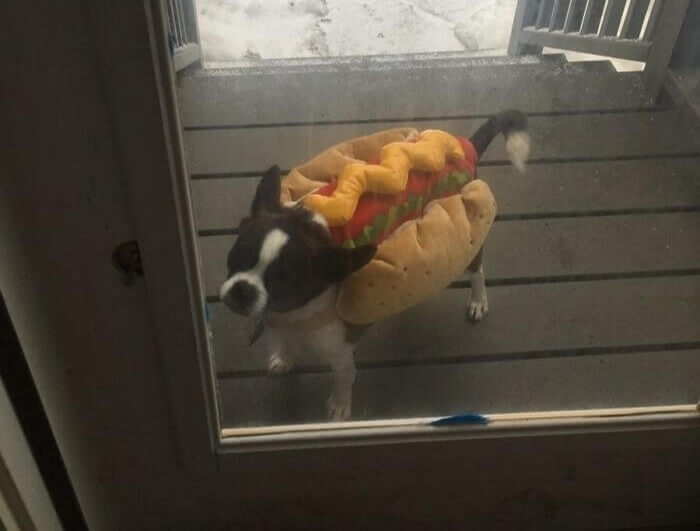 The Escape-Proof Costume Keeps The Dog Safely In The Yard