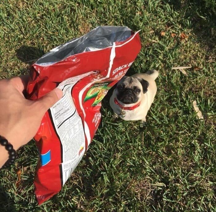 How To Walk Your Dog Without A Leash