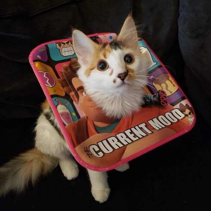 The Cat Didn't Have A Cone, So She Got A Fashionable Paper Plate