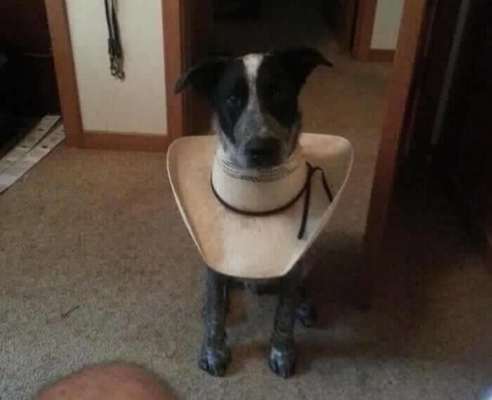 Why Pay $50 For A Cone When You Can Get A Hat For $20