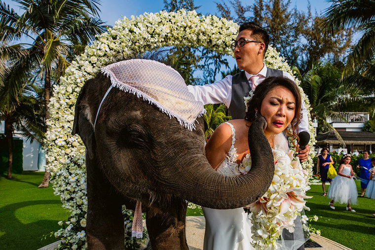 Don't Invite Elephants to Your Wedding