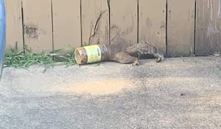 Everyone Loves Costco Peanut Butter