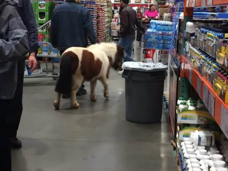 Giddy Up