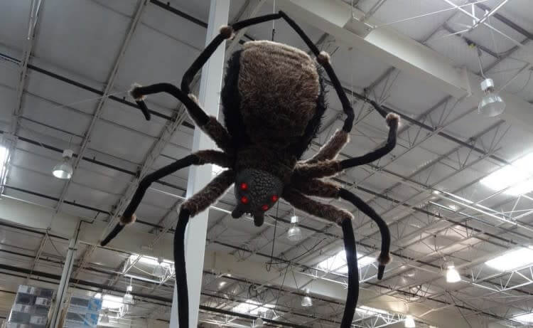 Itsy Bitsy Spider Grew Up