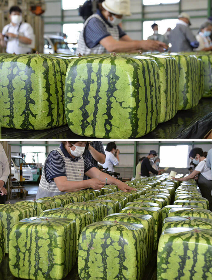 Watermelons Are Square For Easy Storing Stacking