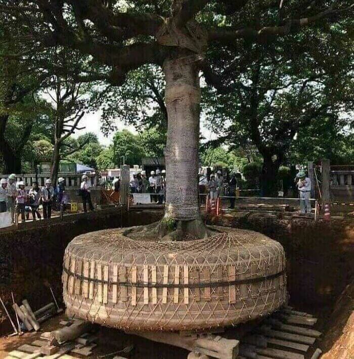 Rather Than Cut Trees Down in Japan, They Relocate Them