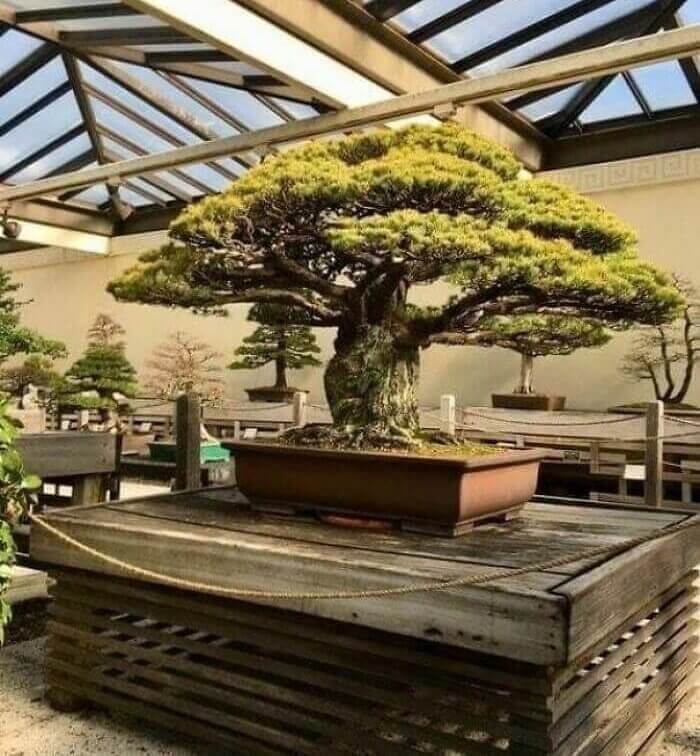 This Bonsai Tree Has Two Incredible Claims To Fame