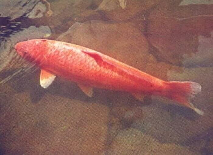 The Oldest Koi Fish Ever Recorded