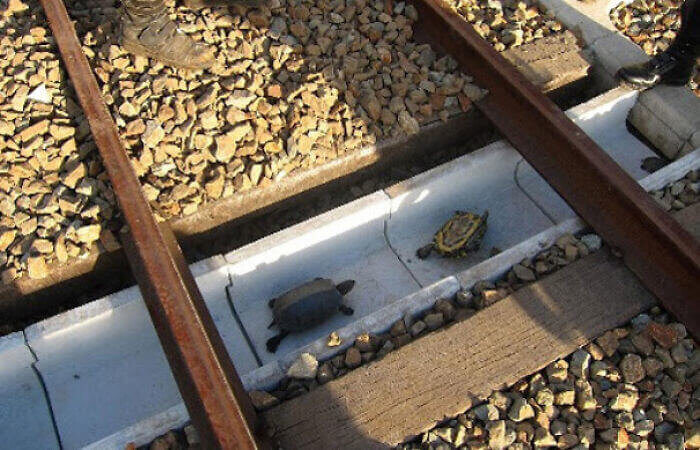 Japanese Rail Workers Created Special Tunnels To Save Turtles