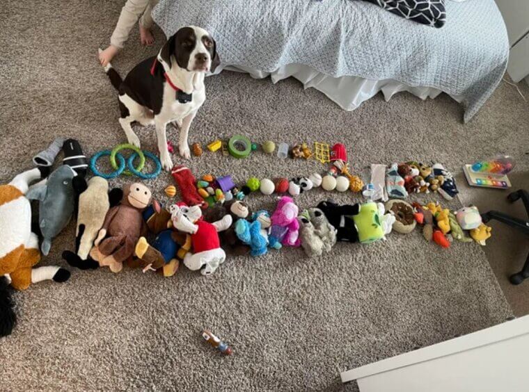 Dog Toy Overload: When Sorting Feels Endless