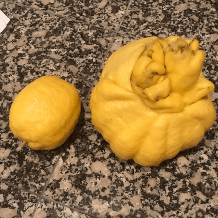 Um Limão Mutante