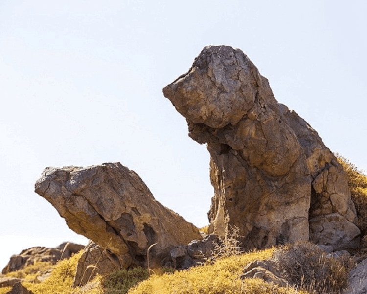 Cão The Rock