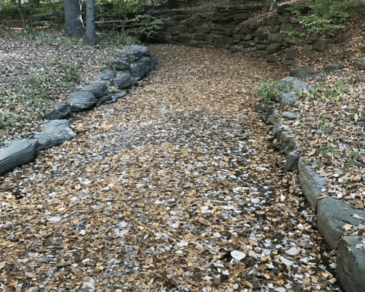 Caminhar No Parque