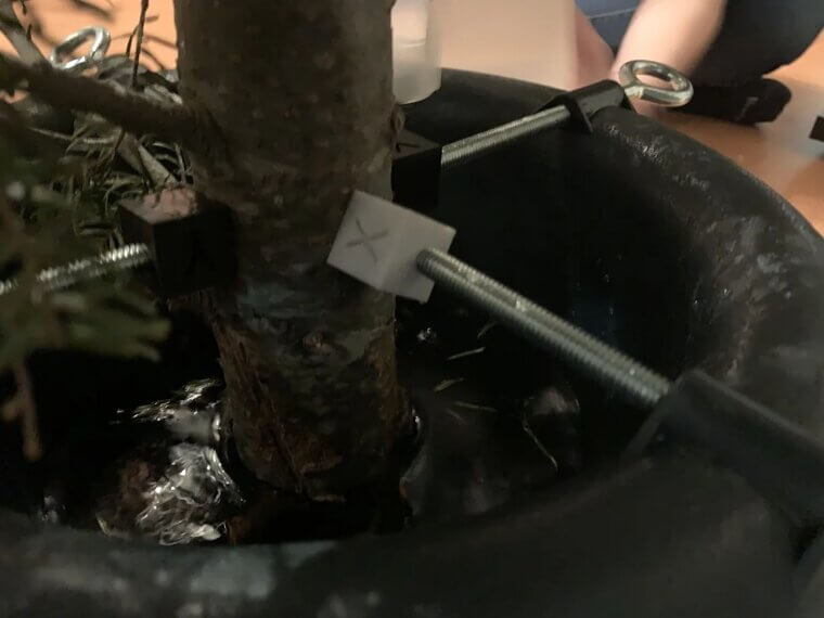 Lemon Juice On Tree Trunk