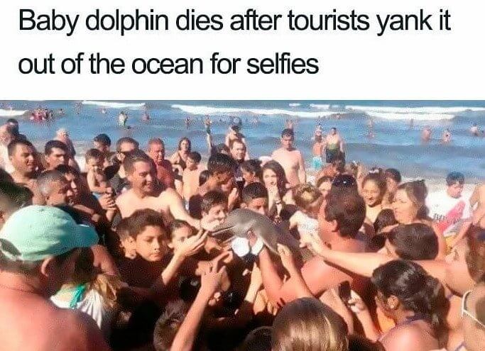 This Baby Dolphin Passed Away After Tourists Handed Him Around for Selfies