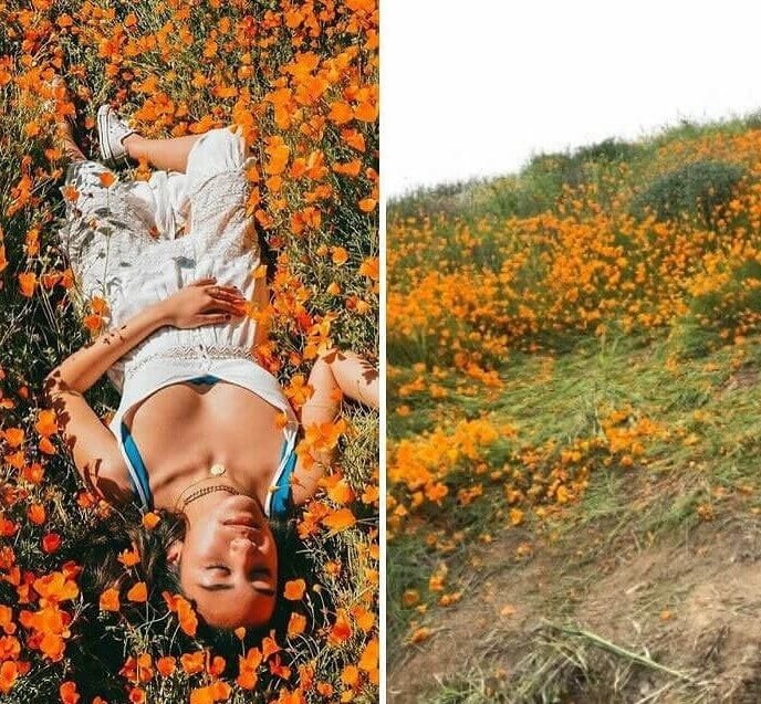 Another Day, Another Trampled Flower Field