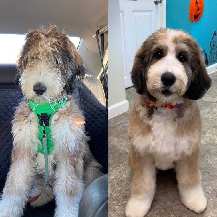 From Fluffy to Fabulous