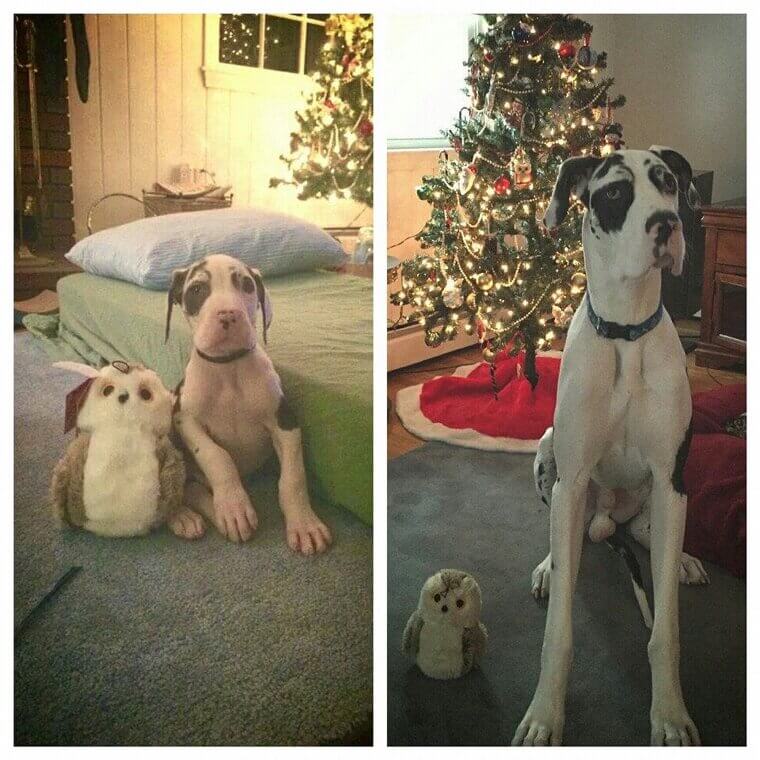 Forever Playful: From 4 Weeks Old to Fully Grown, Still Having His Favorite Toy