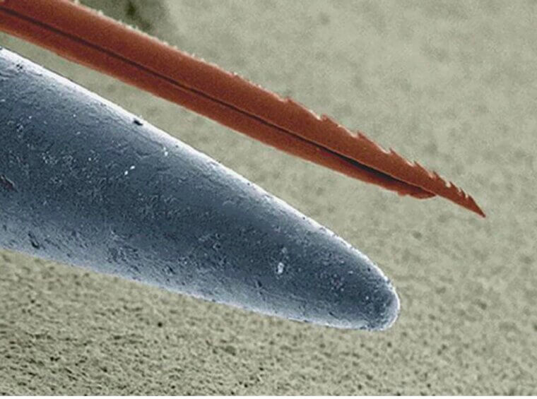 Nature Vs Human Design Similarities