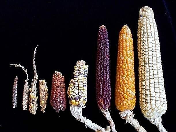 Modern Corn Vs Ancient Maize