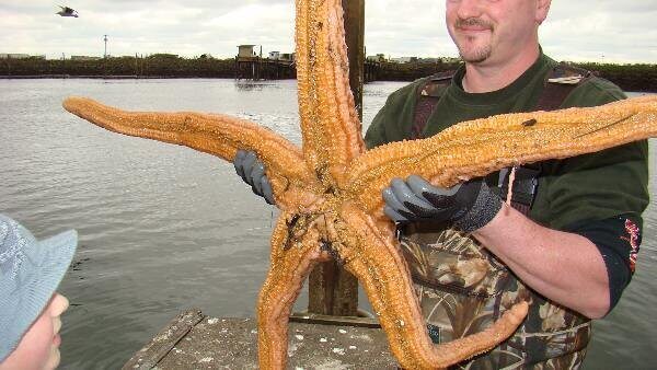 Starfish With Different Number of Arms
