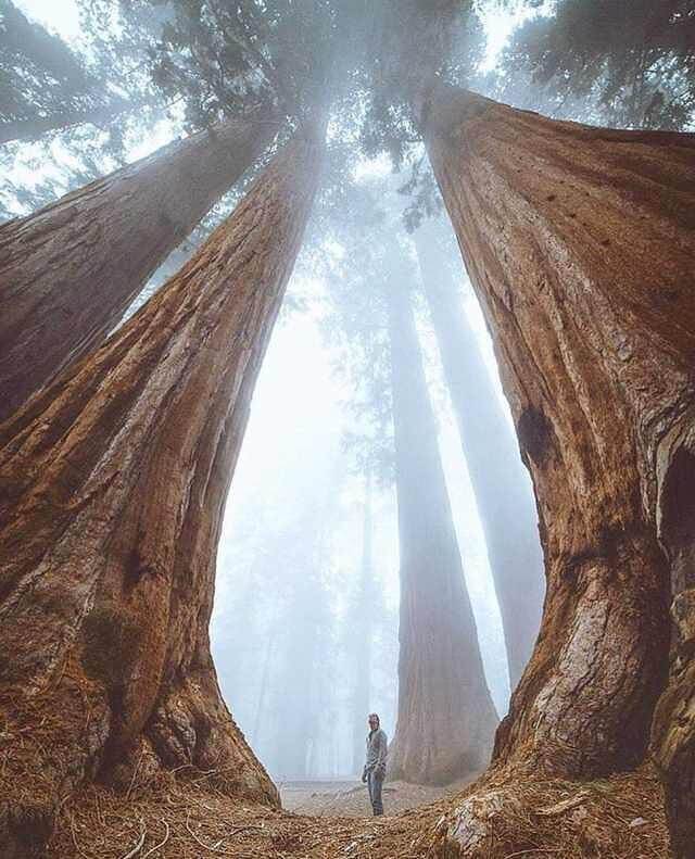 Humans Compared To Majestic Sequoias