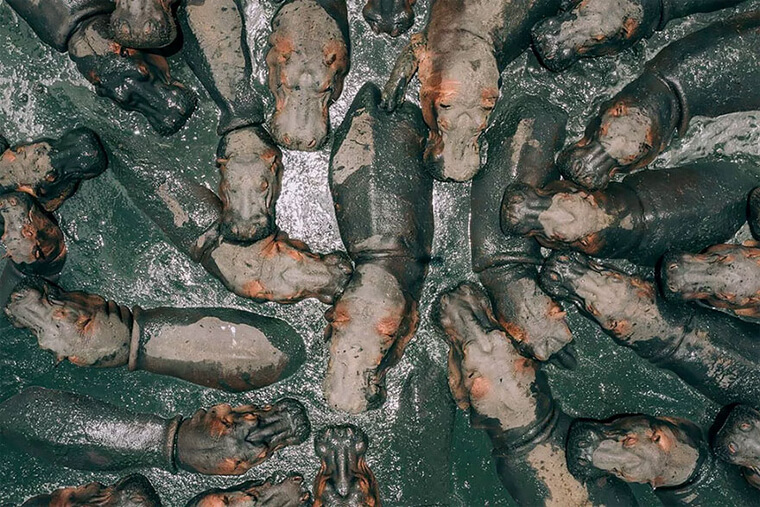 Just a Bunch of Hippos Sharing a Bath