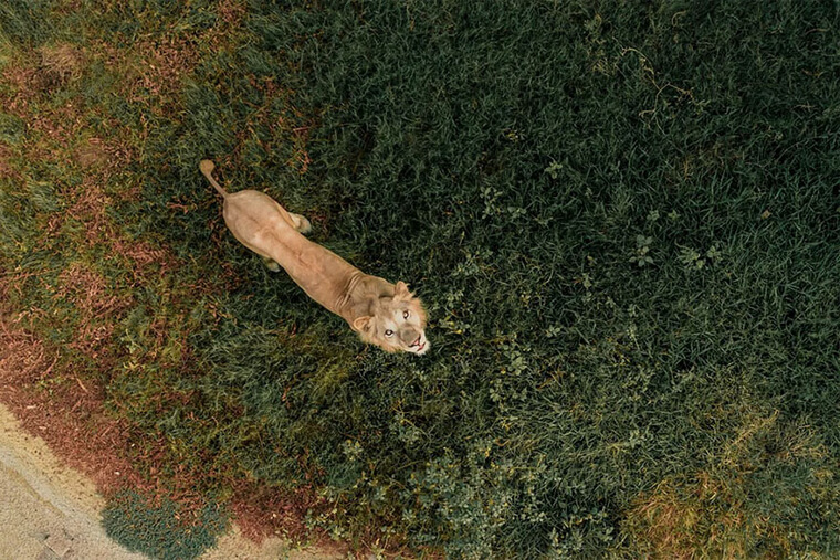 If the Drone's Not Careful, It Could End up Being This Lion's Next Meal