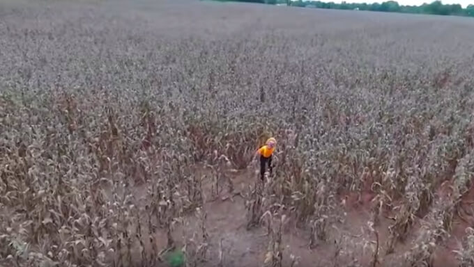 A Clown in The Field