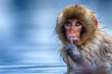 Comedy Wildlife Photography Awards Top Photos