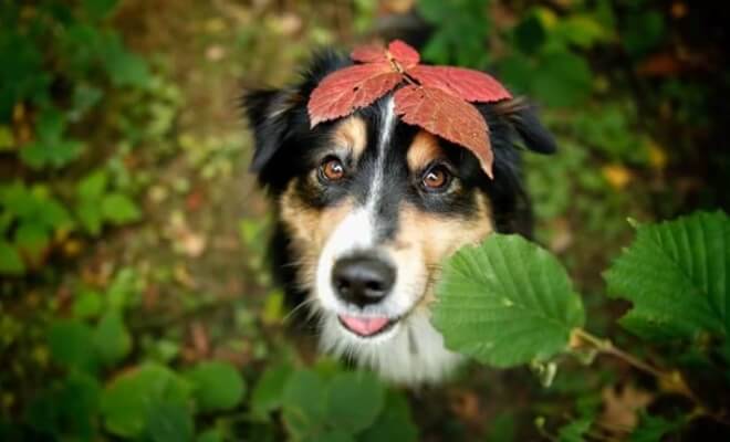 Photographer Captures Soulful Portraits Of Dogs