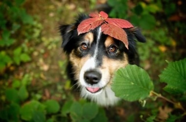 Photographer Captures Soulful Portraits Of Dogs