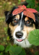 Photographer Captures Soulful Portraits Of Dogs