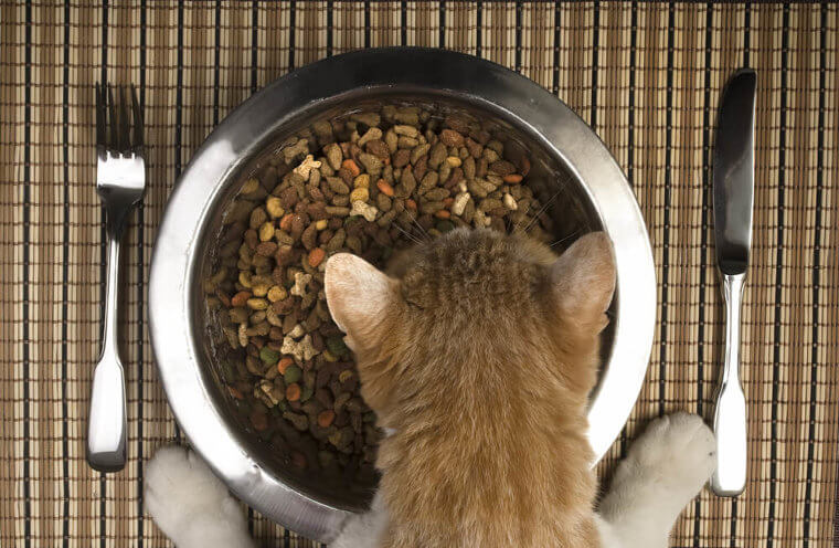 Never Let Whiskers Get In The Way Of Dinner