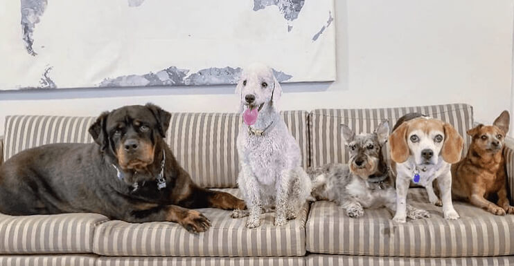 Stay Strong: Don't Break Furniture Rules for Doggies