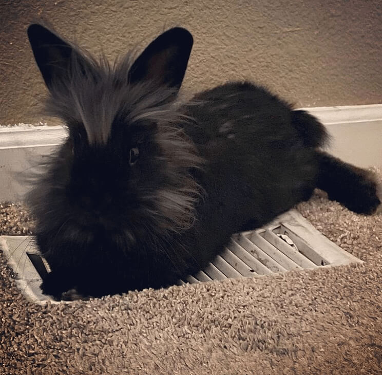 Make Sure Air Vents Are Covered For Little Paws