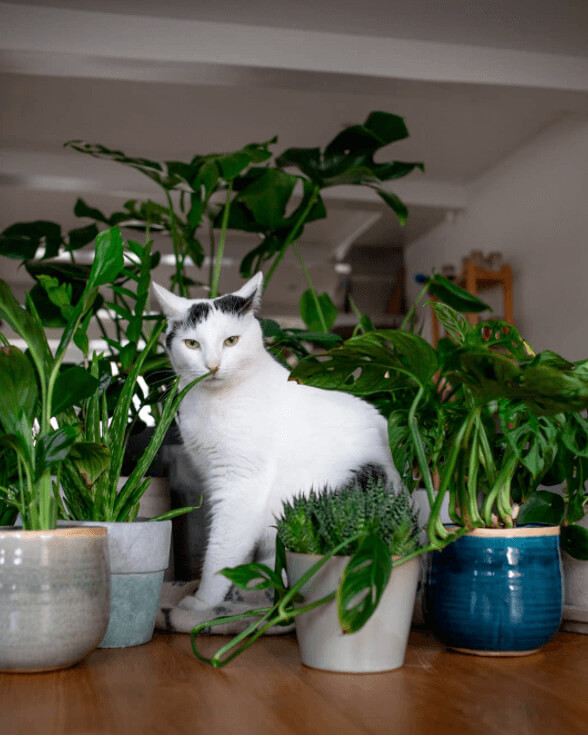 Beware: Trendy Plants Can Become a Tummy Ache