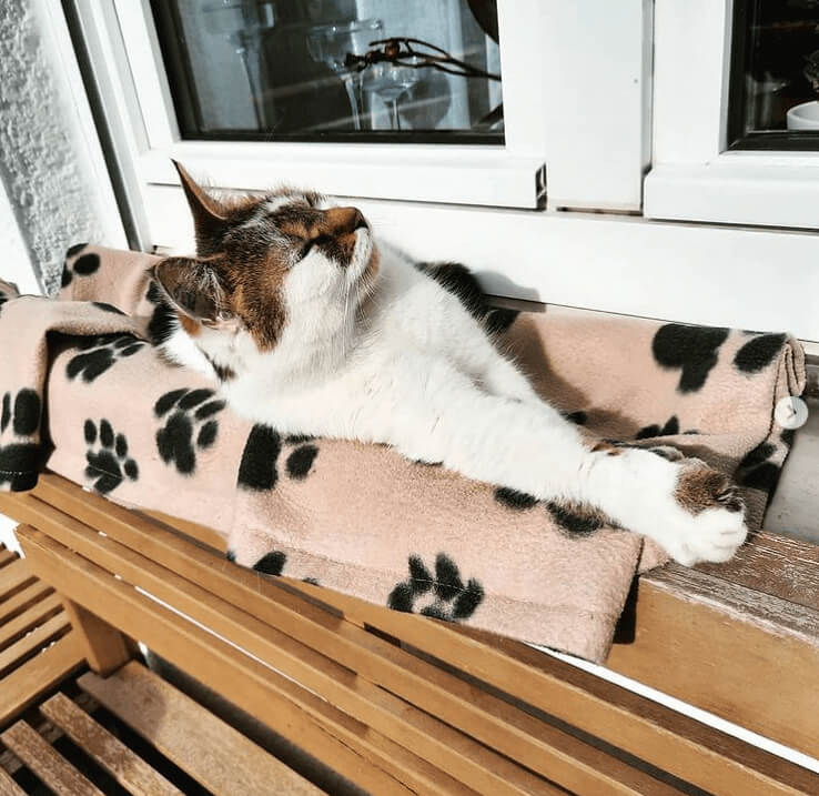 Every Kitty Needs A Little Sunshine In His Life