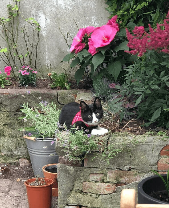 Kitties Love To Sneak Around Nature, So Help Them