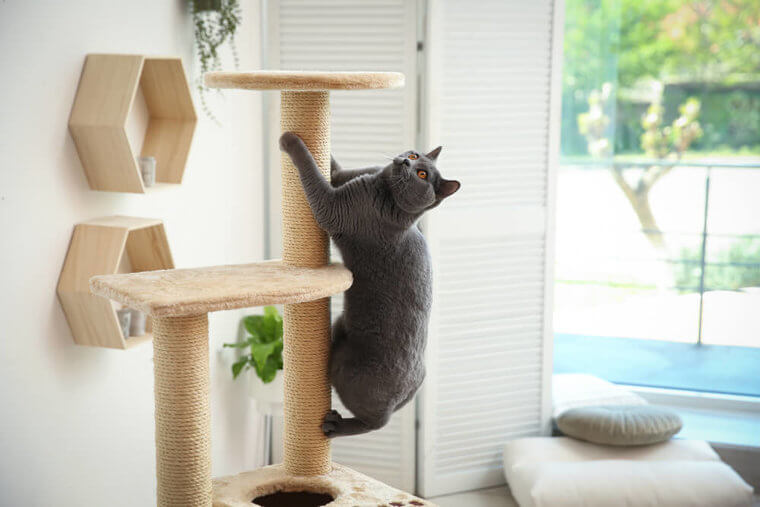 Give Felines The Vertical Space They Crave