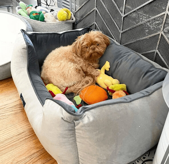 Go Ahead, Create A Doggie Haven