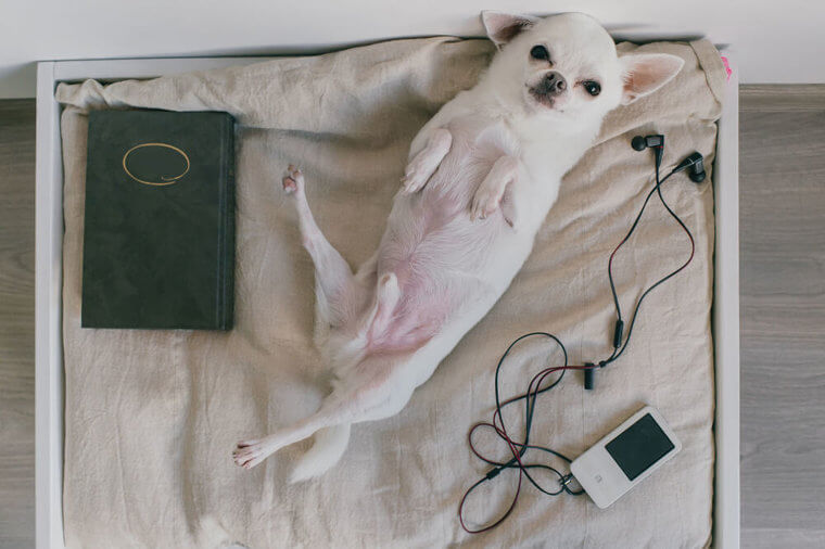 Newsflash: Dogs Get Bored, Just Like Us